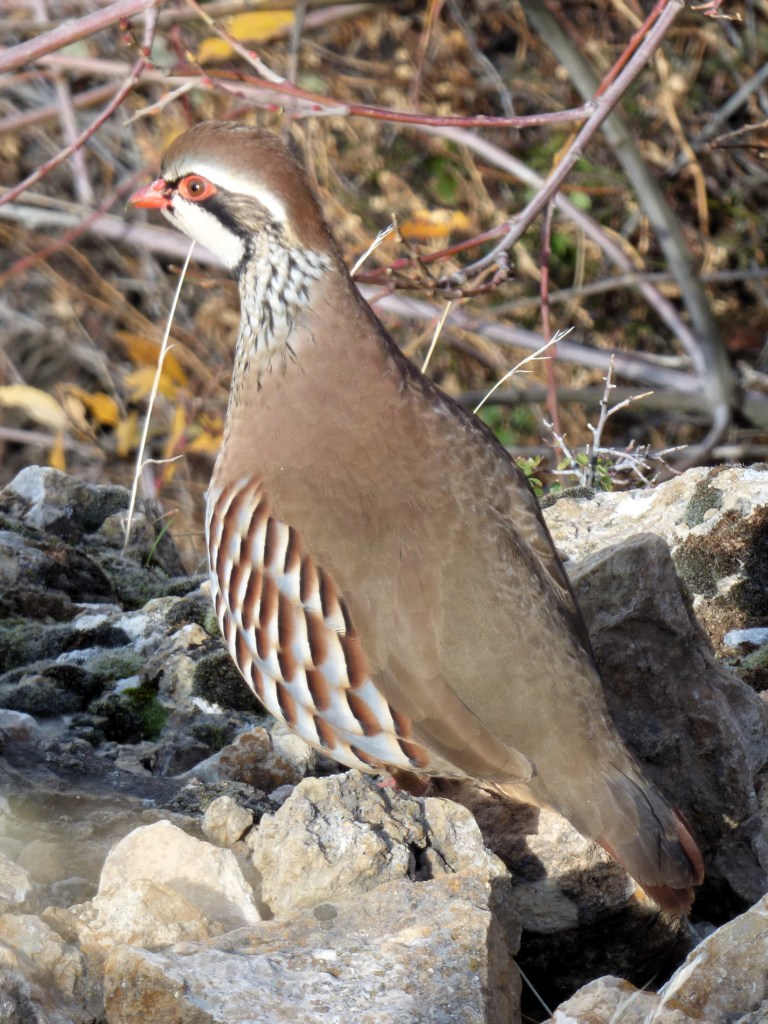 Perdiz roja (Alectoris rufa)