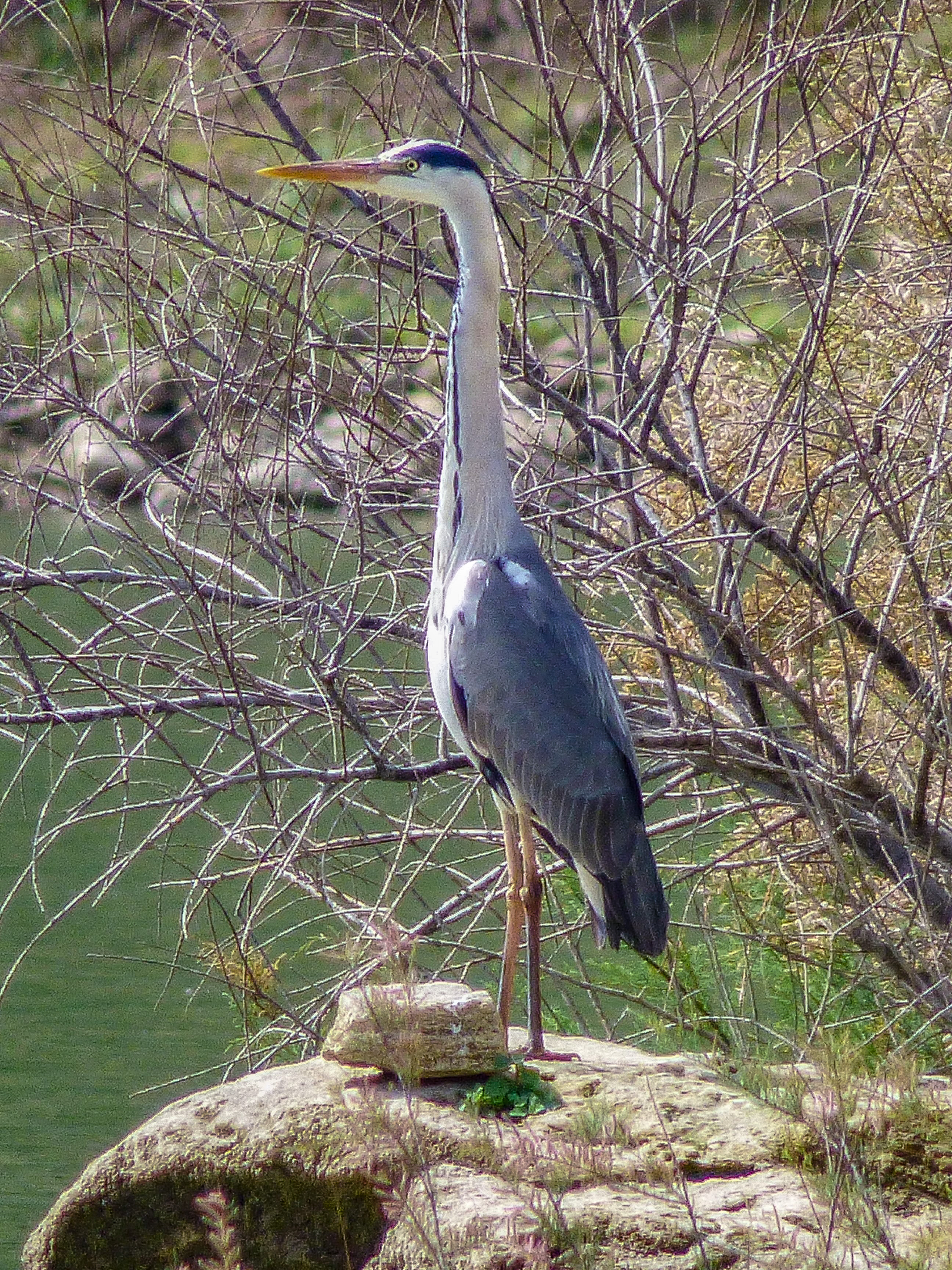 Garza real (Ardea cinerea)