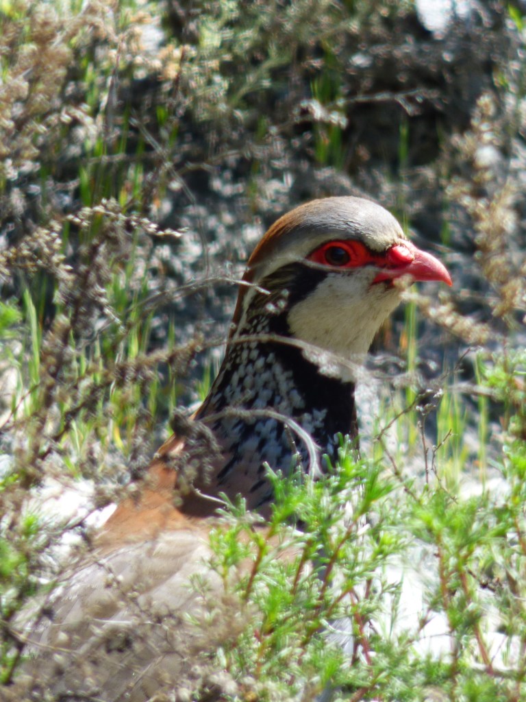 Perdiz roja (Alectoris rufa)