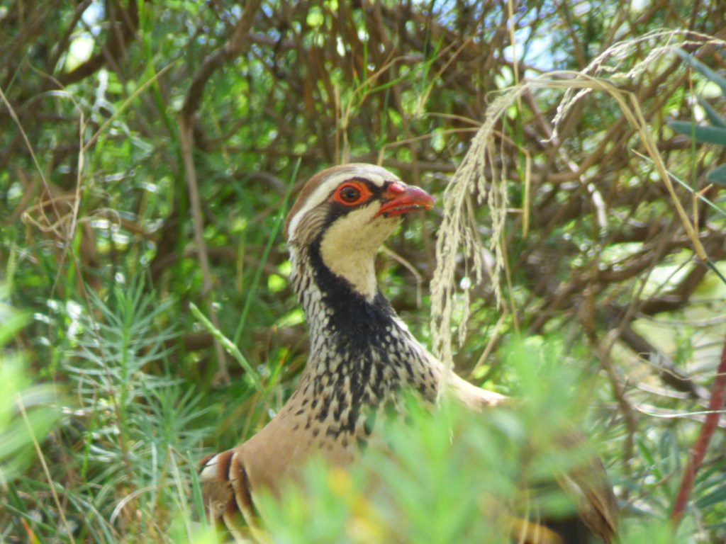 Perdiz roja (Alectoris rufa)