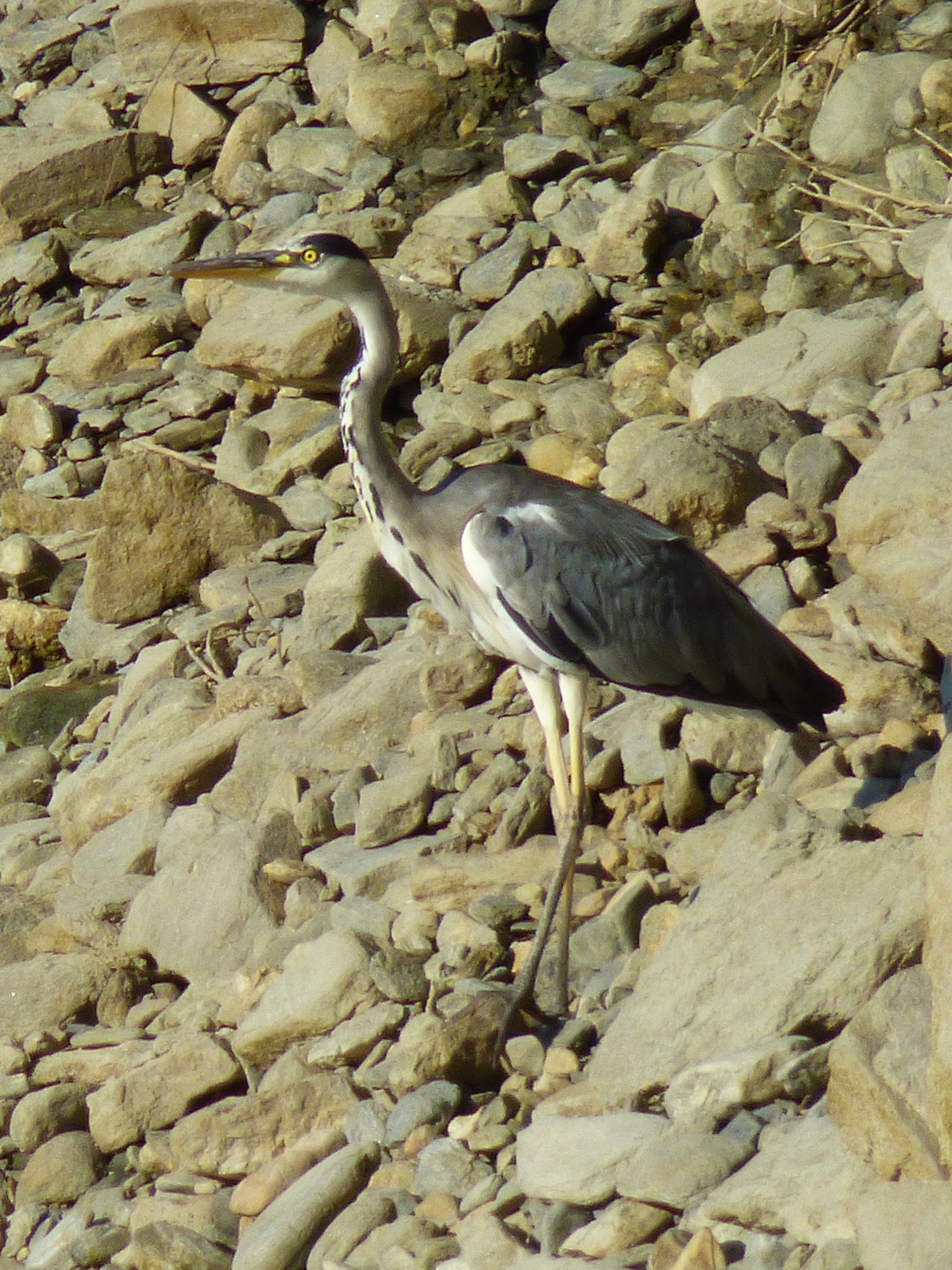 Garza real (Ardea cinerea)