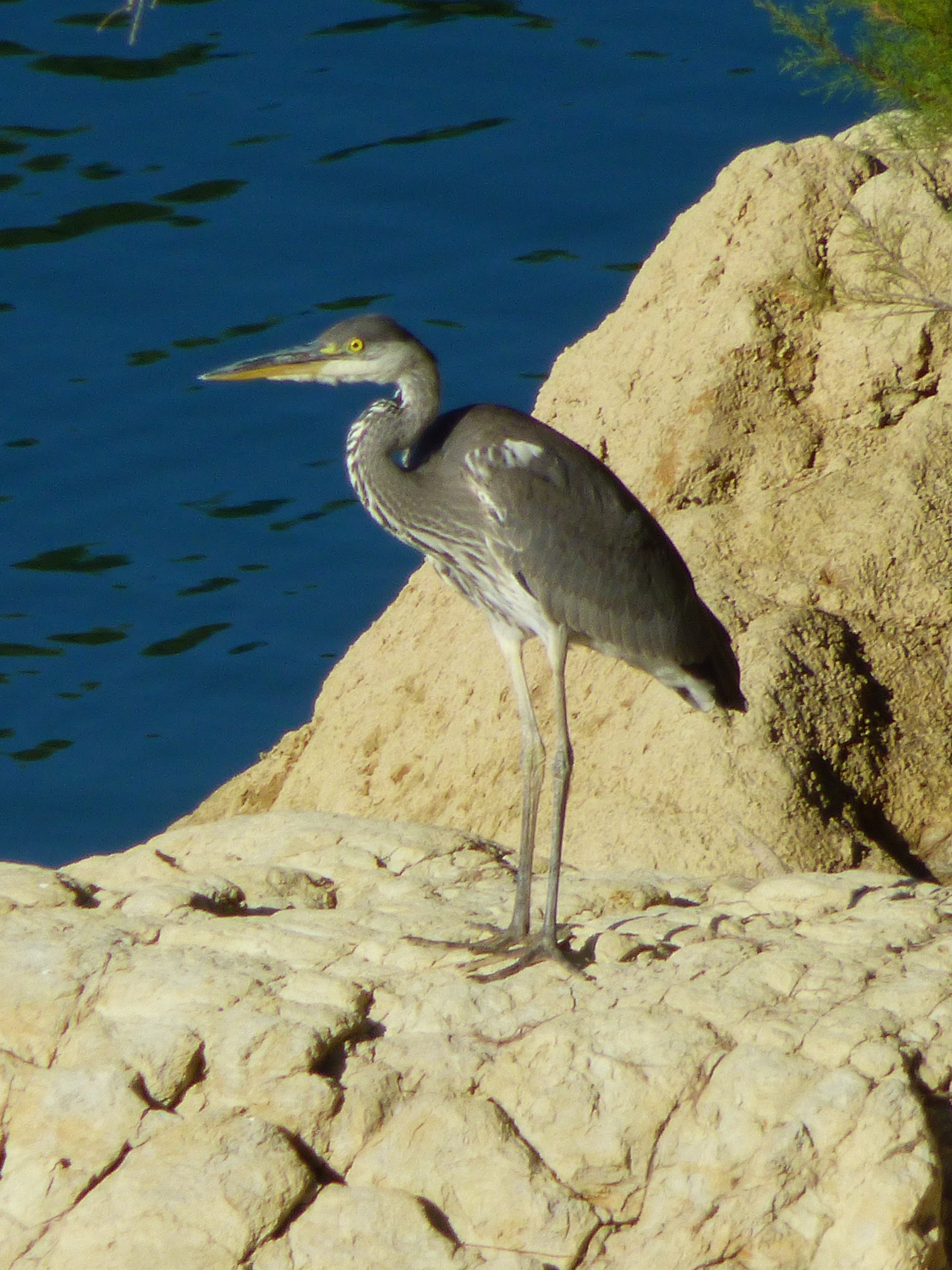 Garza real (Ardea cinerea)