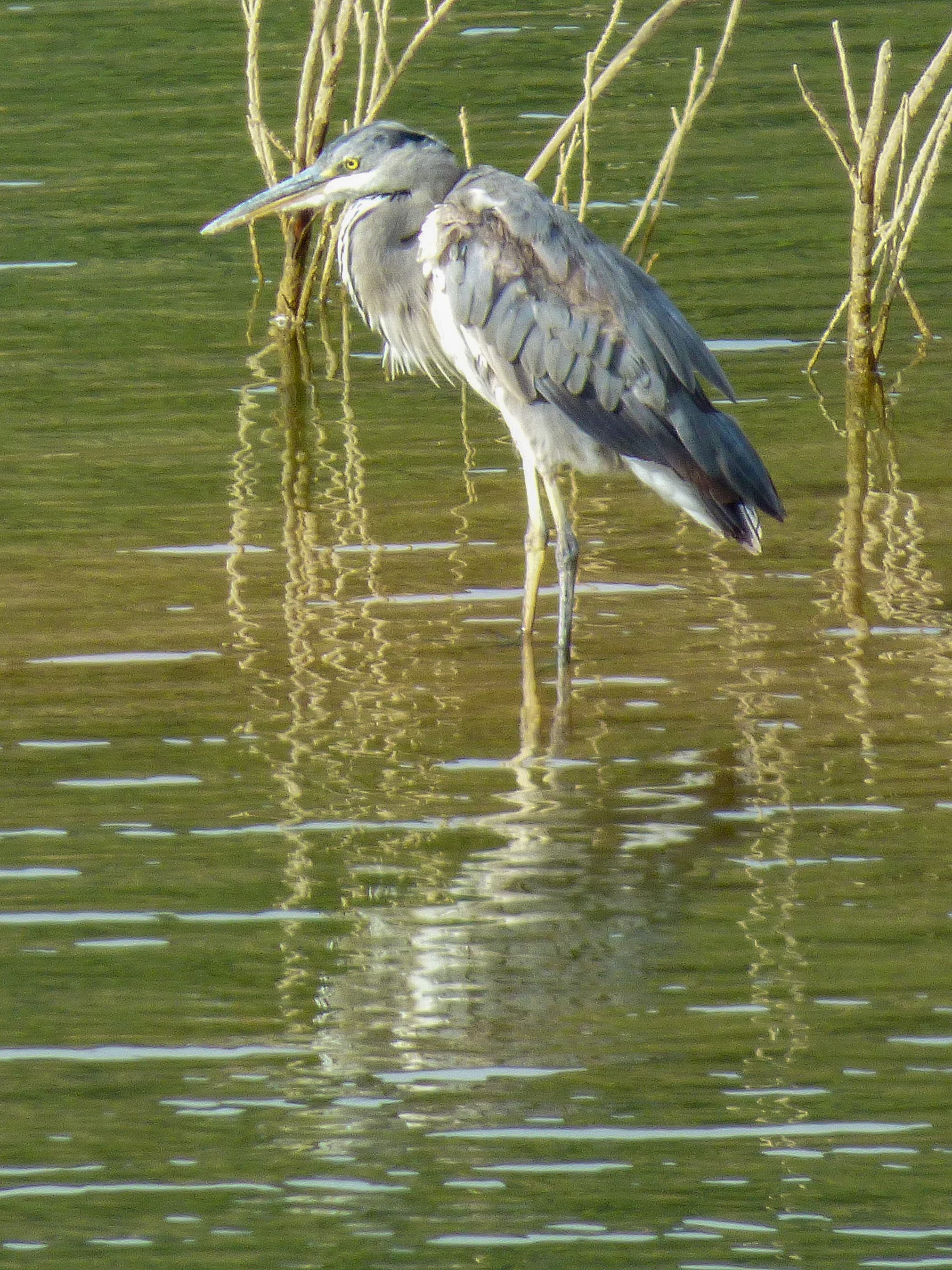 Garza real (Ardea cinerea)