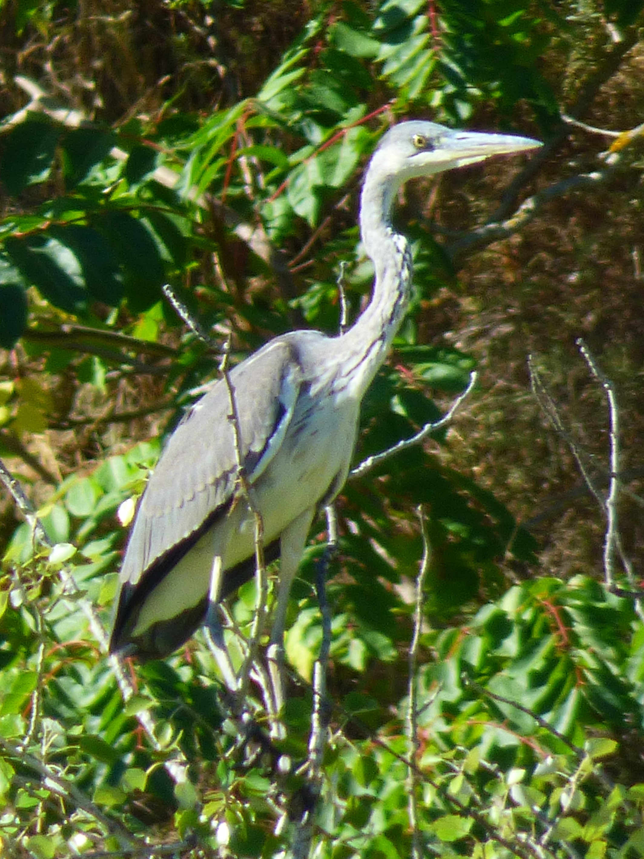 Garza real (Ardea cinerea)