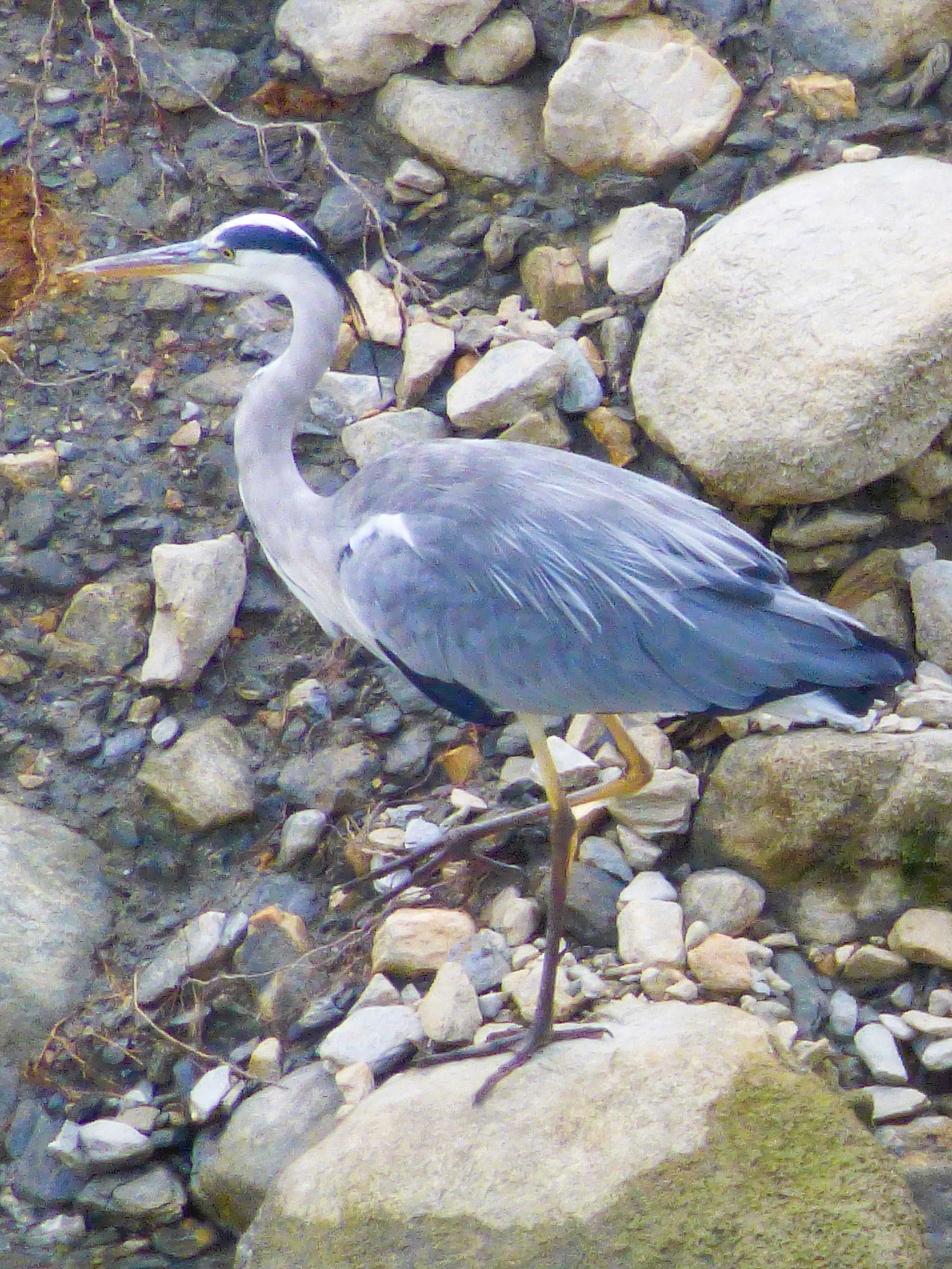 Garza real (Ardea cinerea)