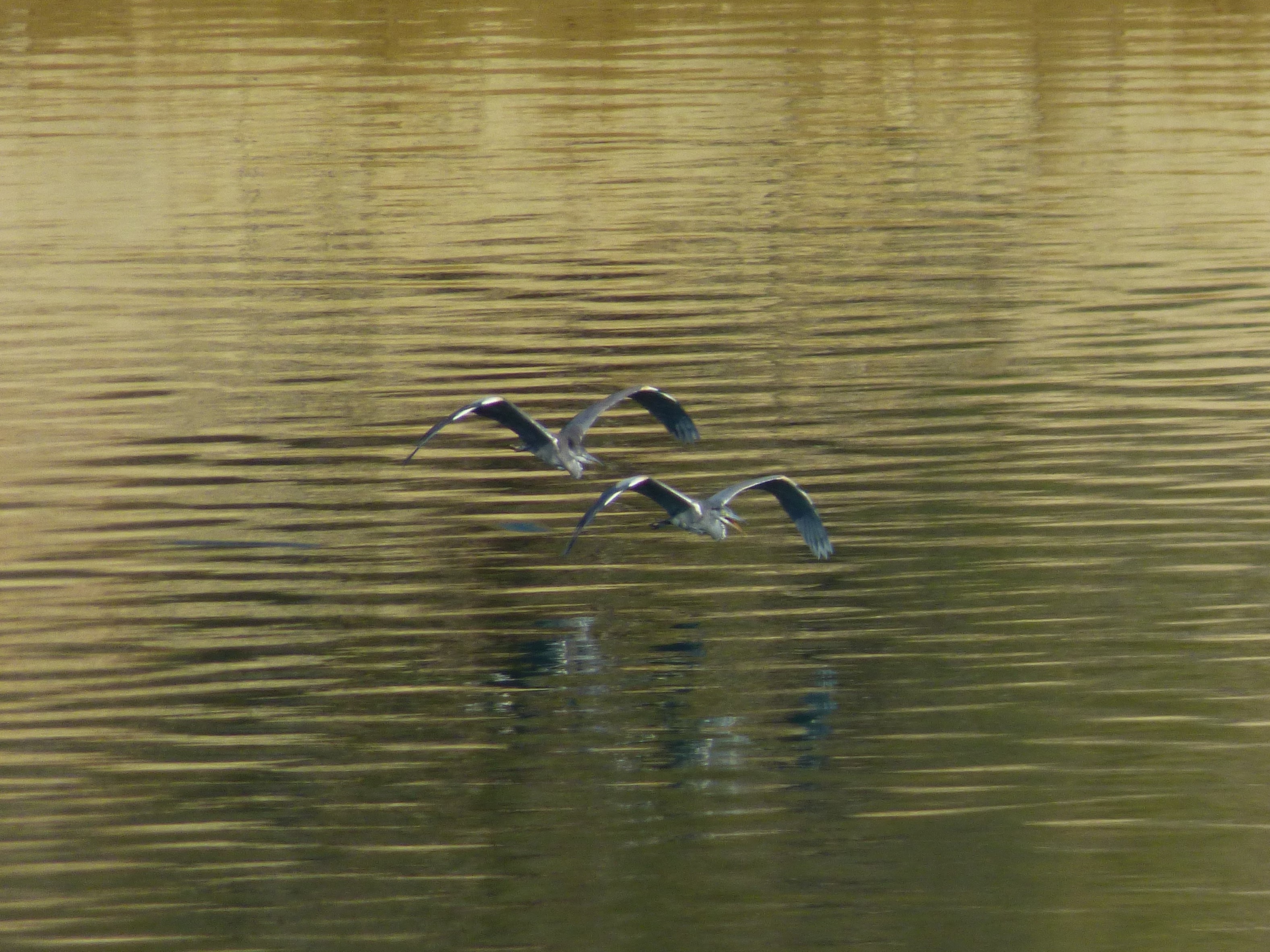 Garza real (Ardea cinerea)