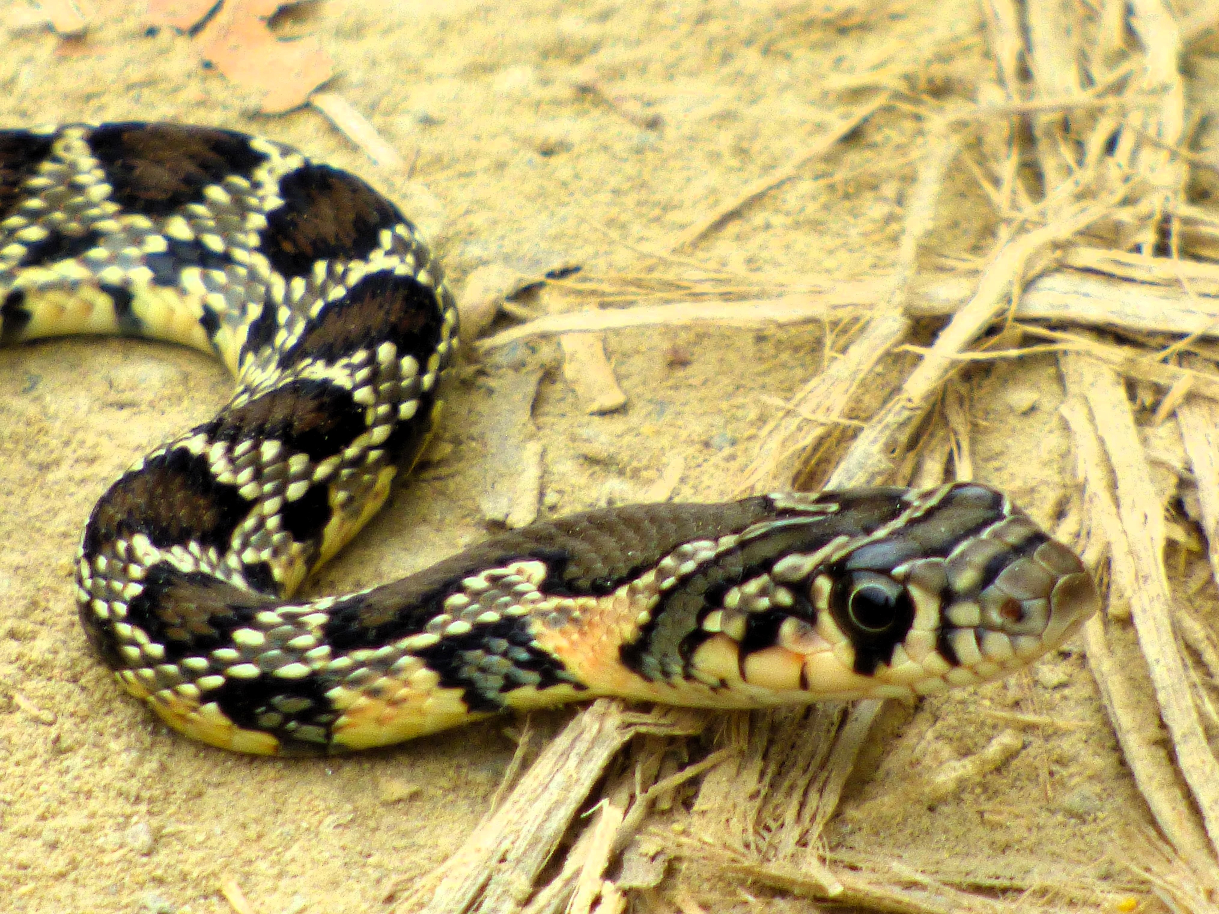 Culebra de herradura (Hemorrhois hippocrepis)