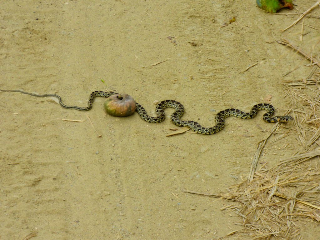 Culebra de herradura (Hemorrhois hippocrepis)