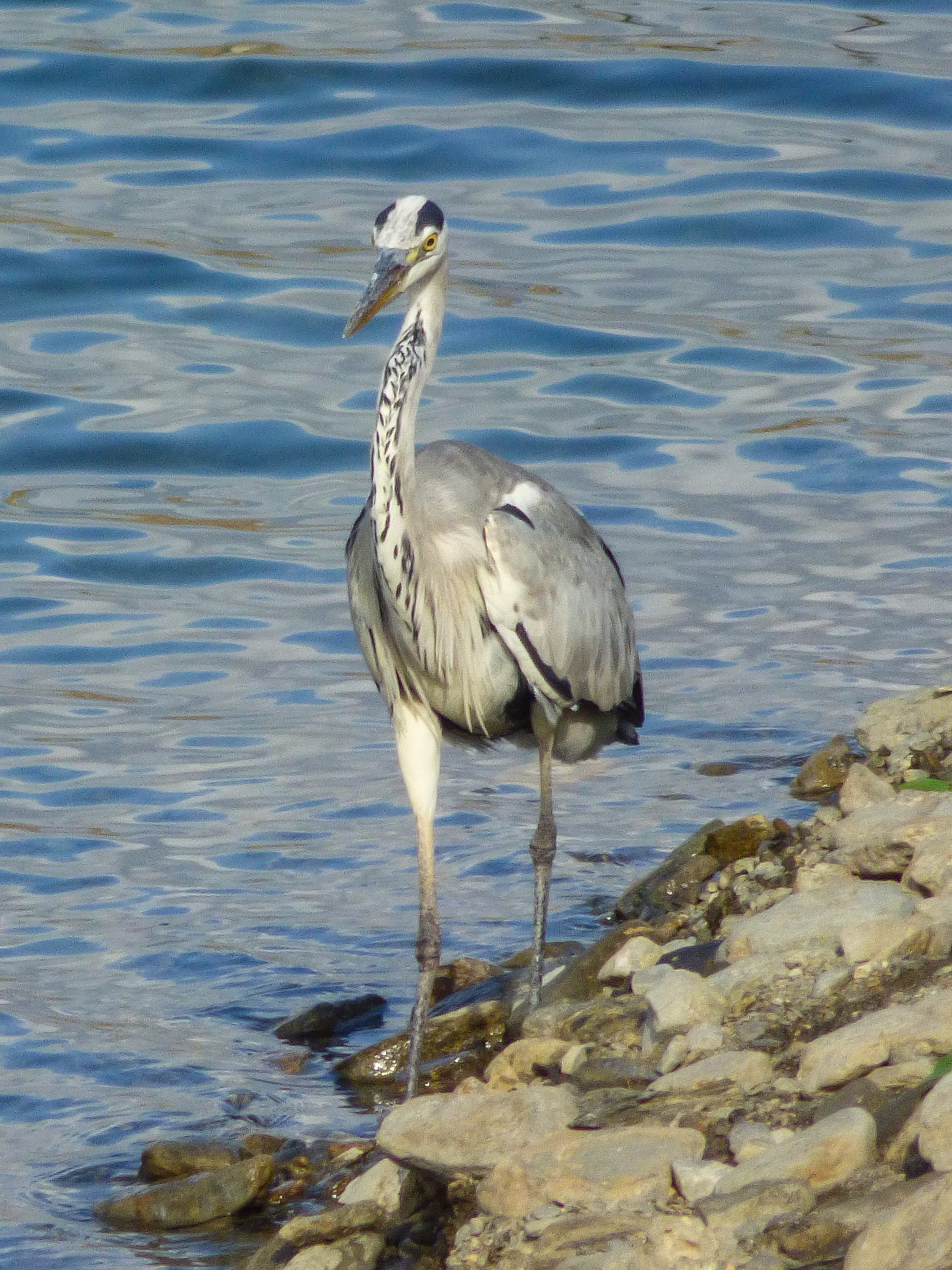 Garza real (Ardea cinerea)