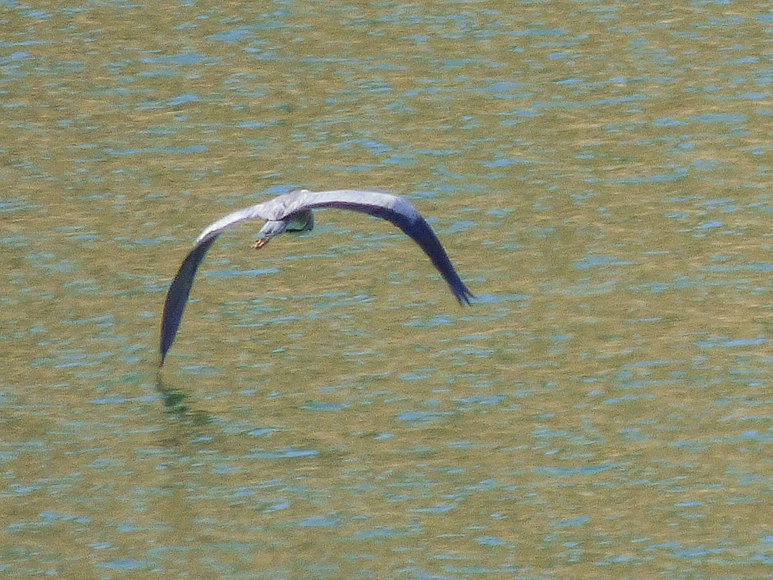 Garza real (Ardea cinerea)