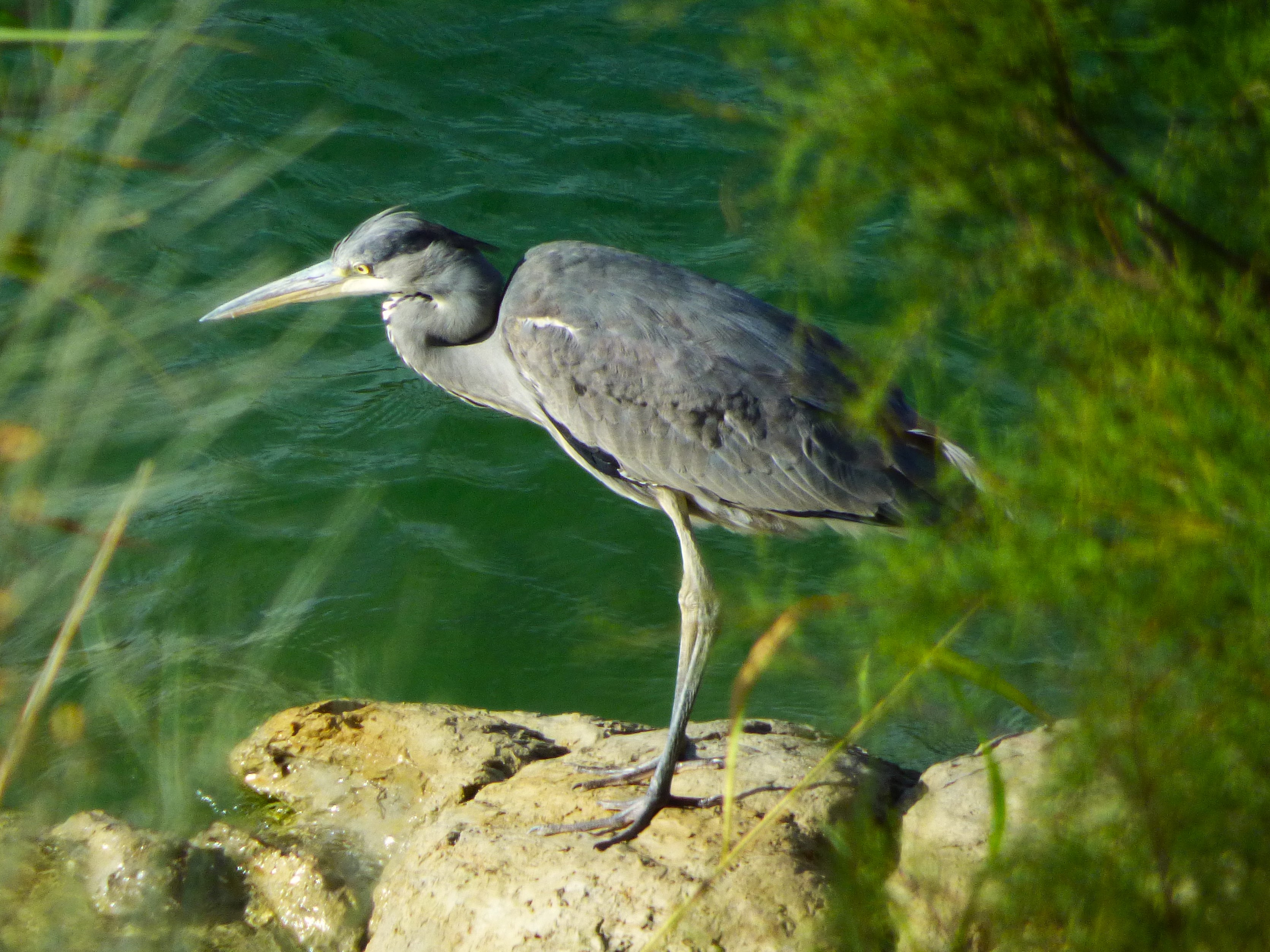 Garza real (Ardea cinerea)