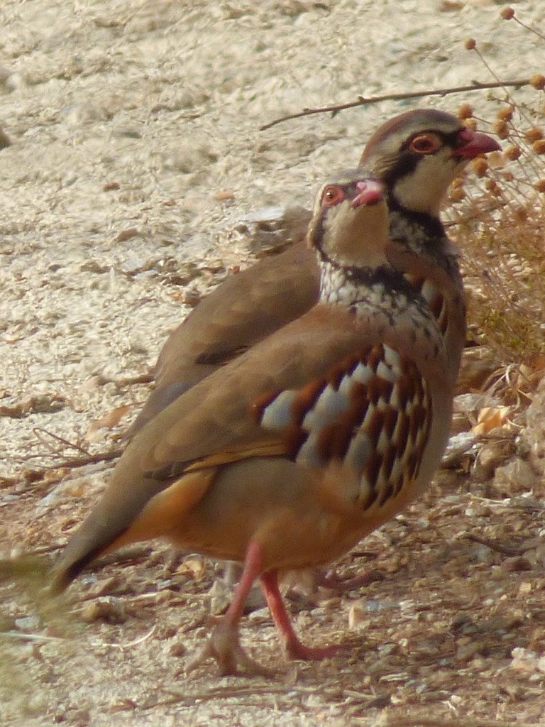 Perdiz roja (Alectoris rufa)