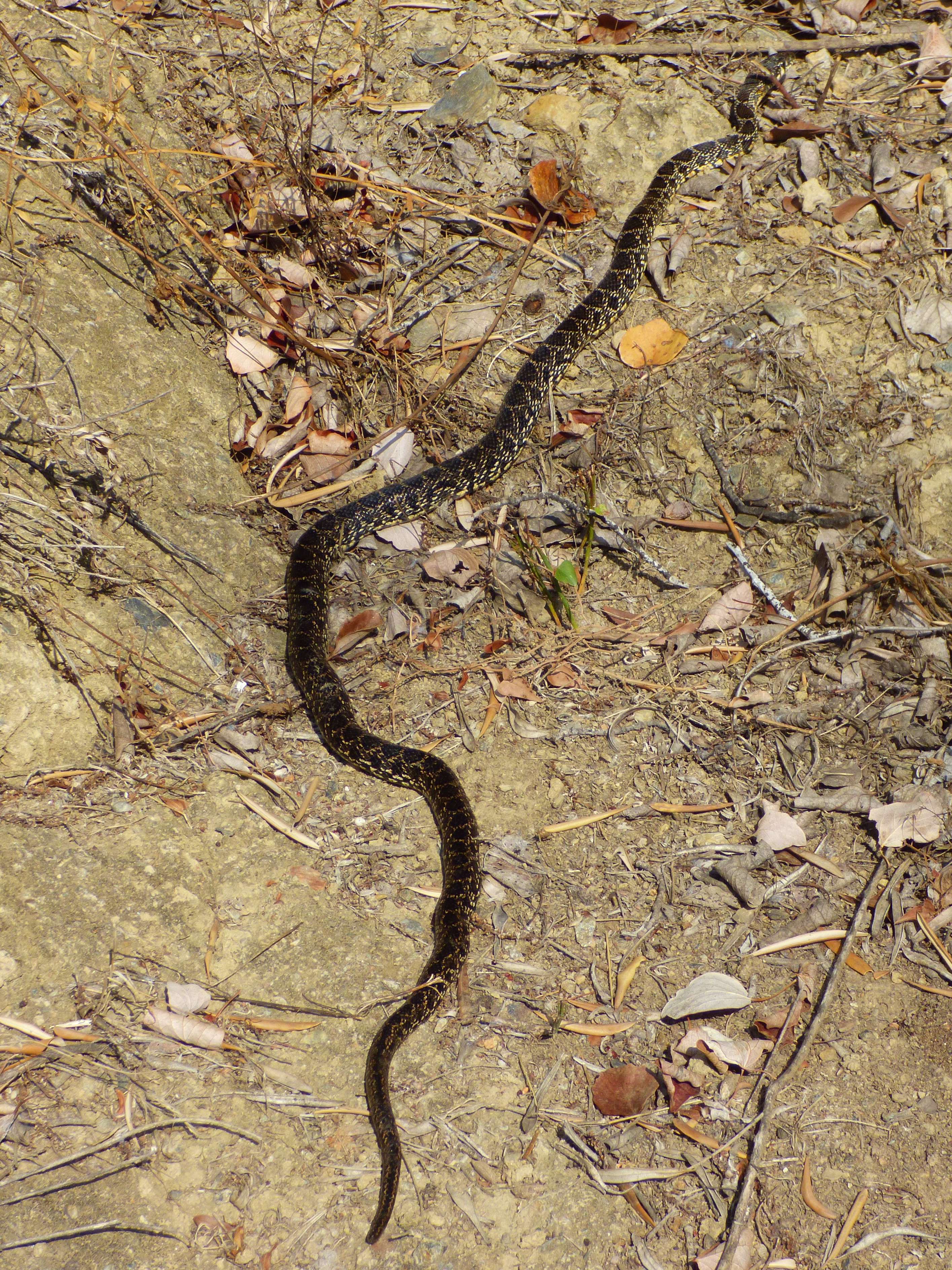 Culebra de herradura (Hemorrhois hippocrepis)