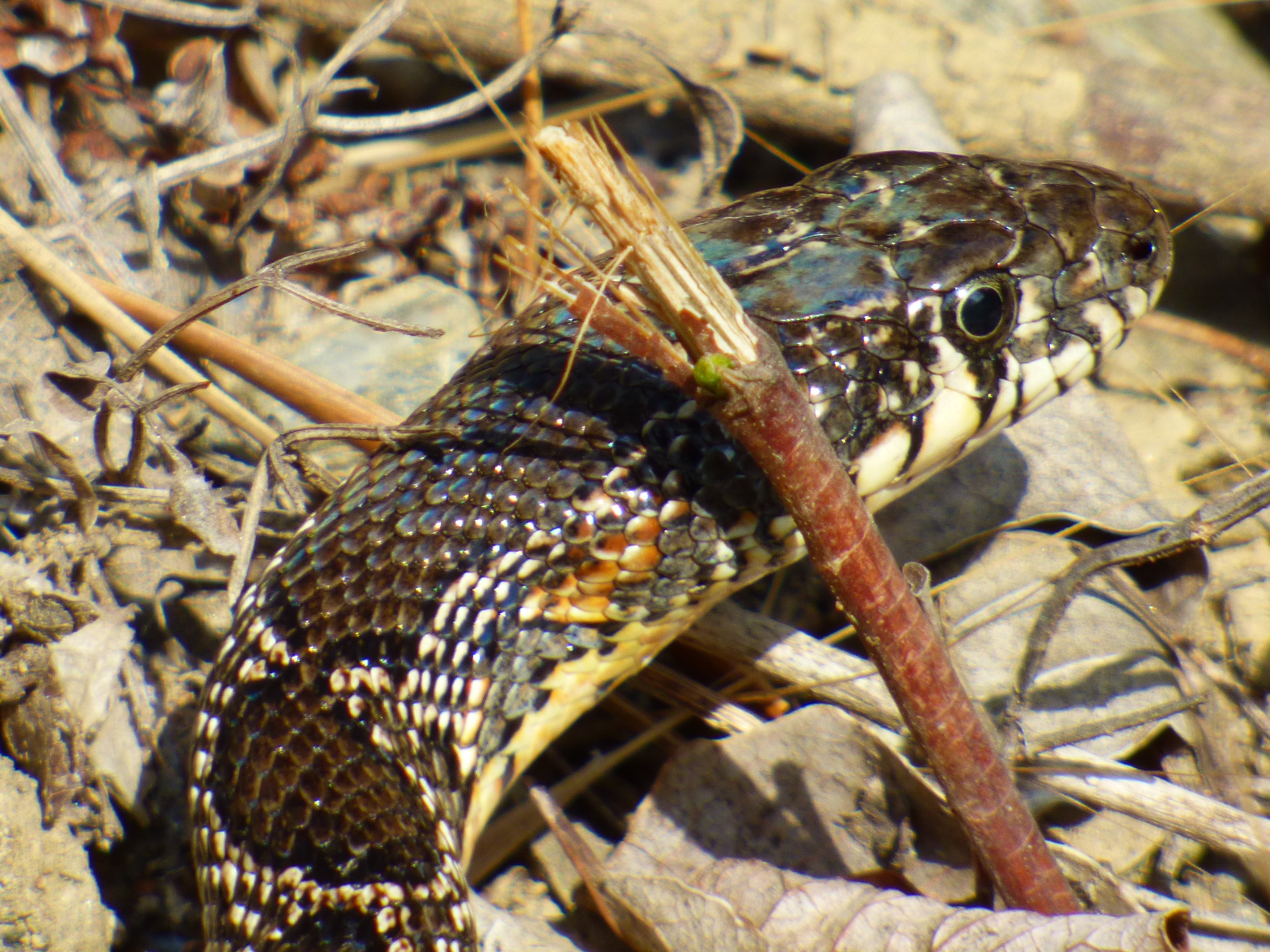 Culebra de herradura (Hemorrhois hippocrepis)