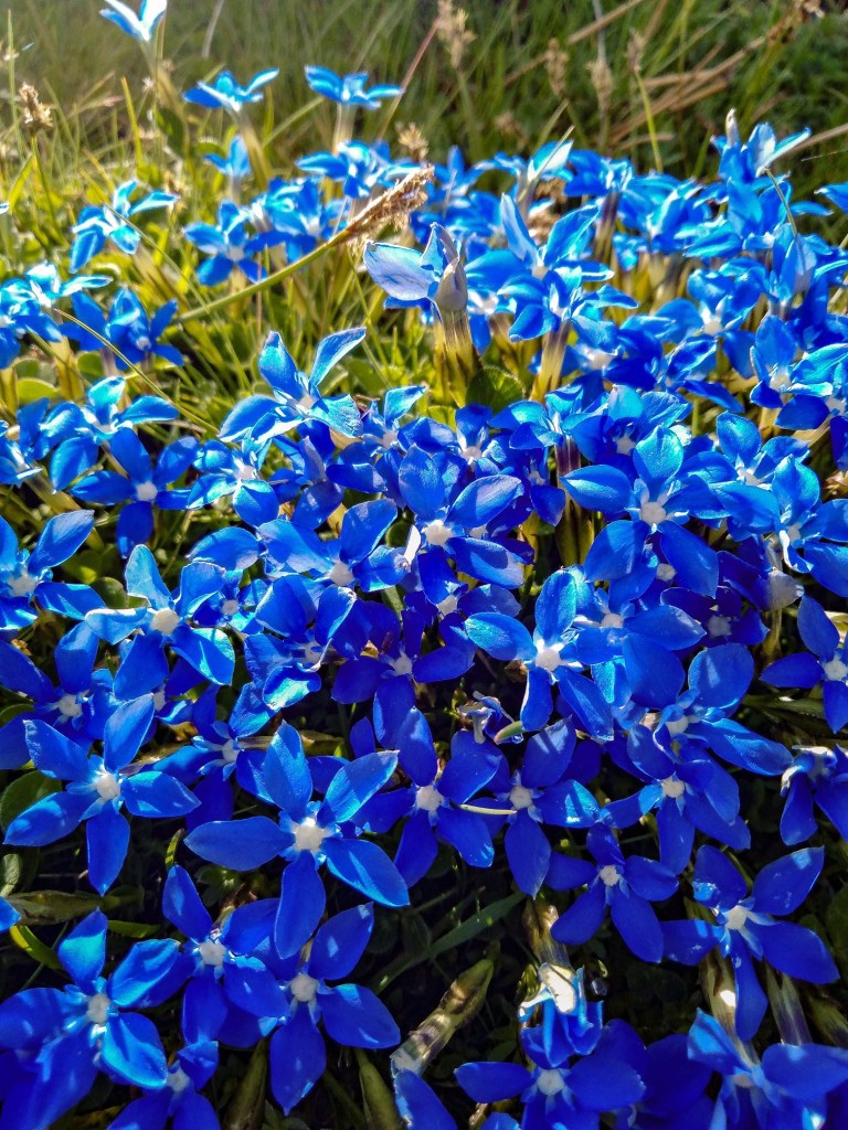 Genciana de primavera (Gentiana sierrae)