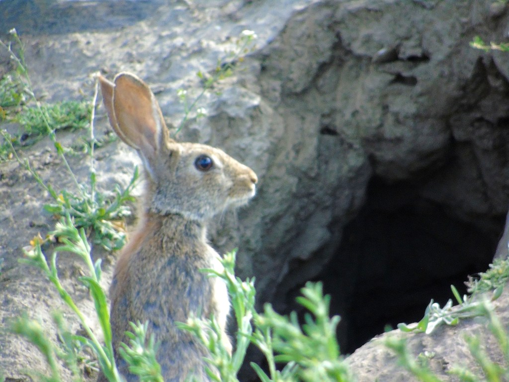 Conejo (Oryctolagus cuniculus)