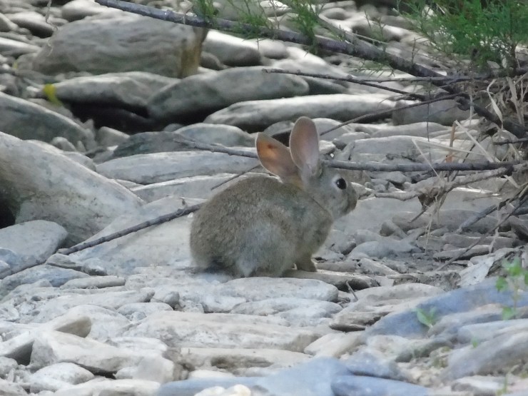 Conejo (Oryctolagus cuniculus)