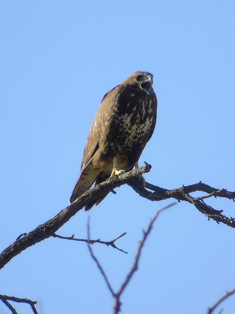 Águila ratonera (Buteo buteo)