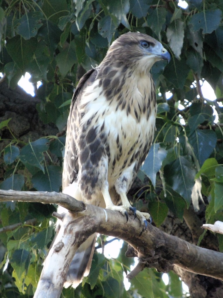 Águila ratonera (Buteo buteo)