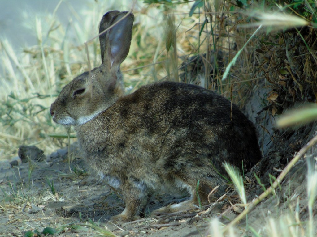 Conejo (Oryctolagus cuniculus)