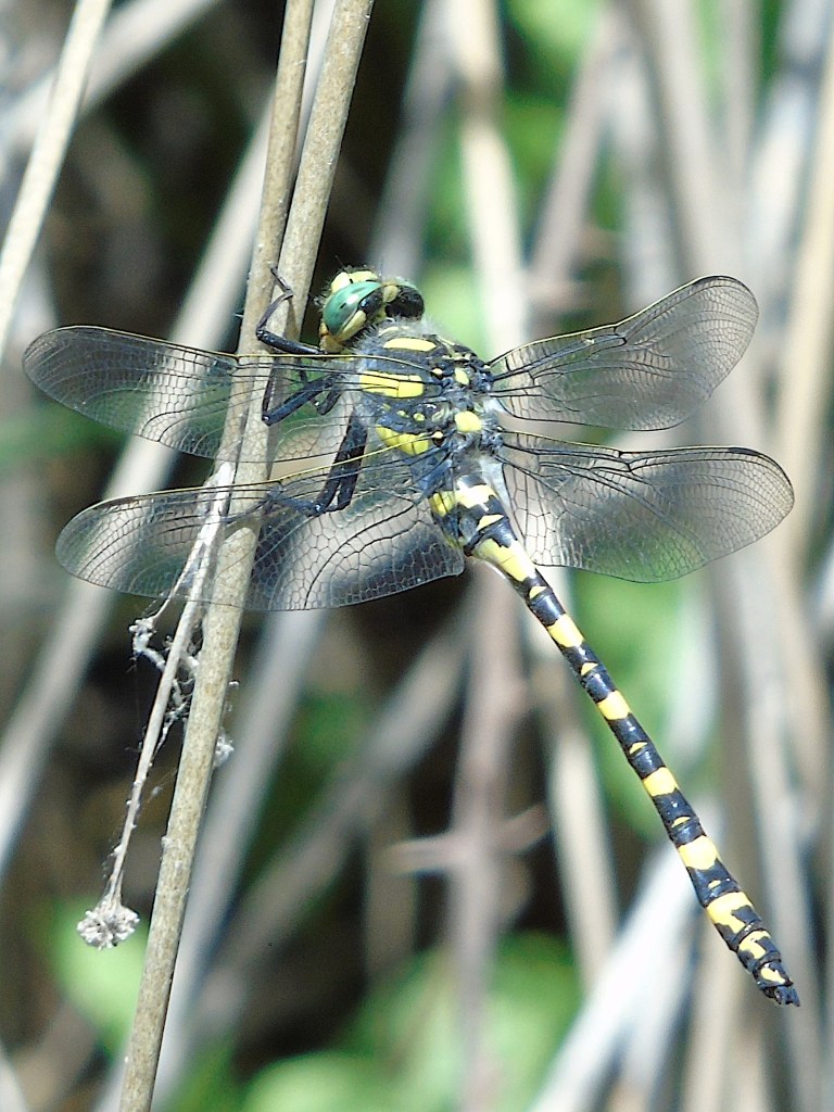 Libélula tigre (Cordulegaster boltonii)