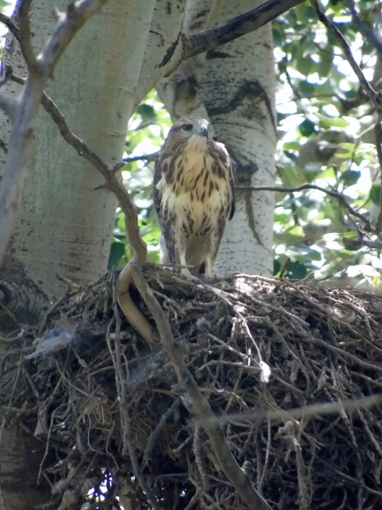 Águila ratonera (Buteo buteo)
