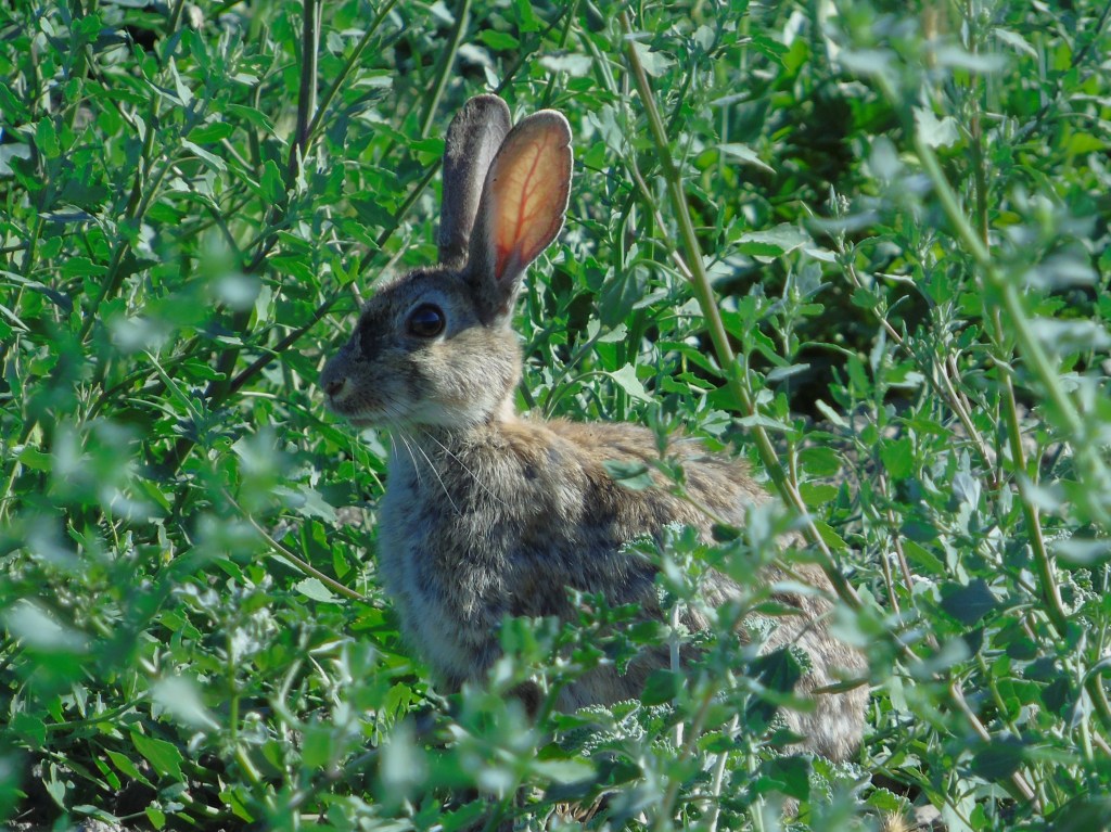 Conejo (Oryctolagus cuniculus)
