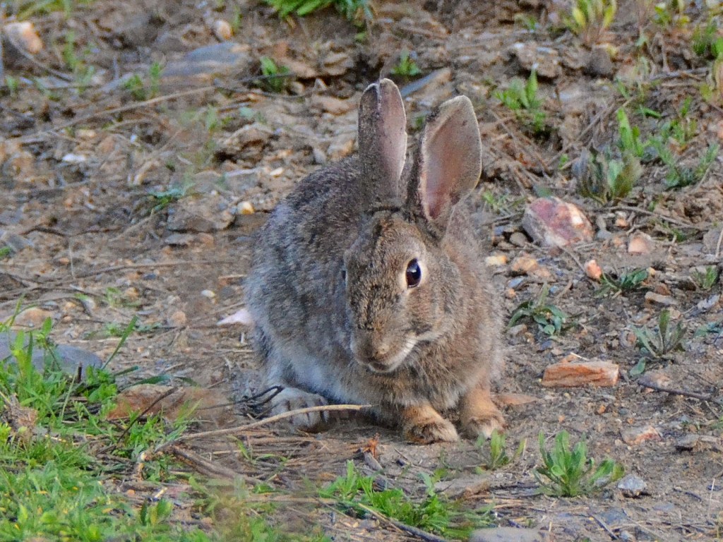 Conejo (Oryctolagus cuniculus)