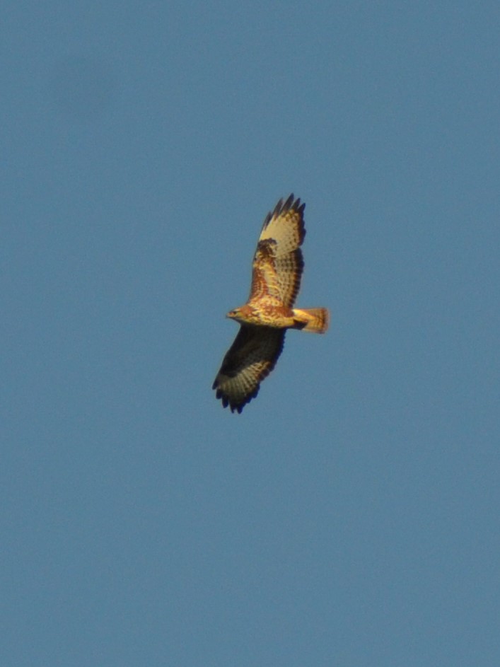 Águila ratonera (Buteo buteo)