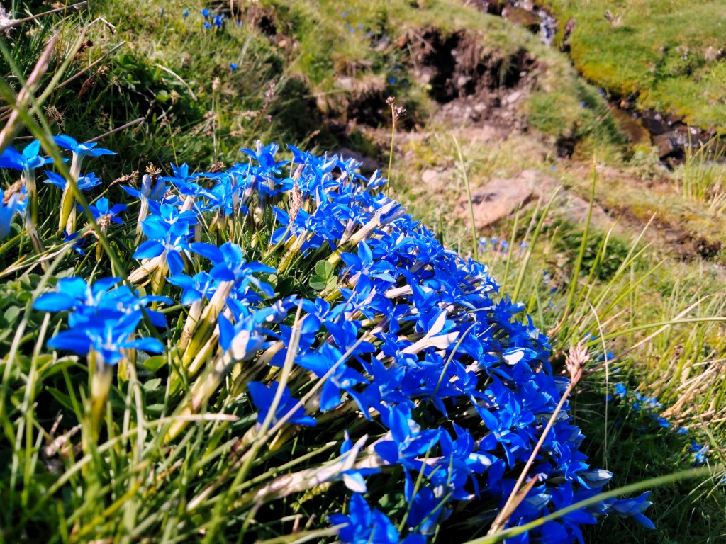 Genciana de primavera (Gentiana sierrae)