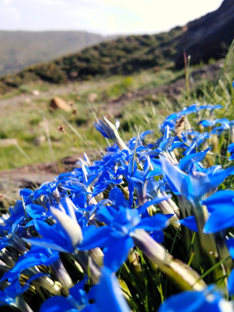 Genciana de primavera (Gentiana sierrae)