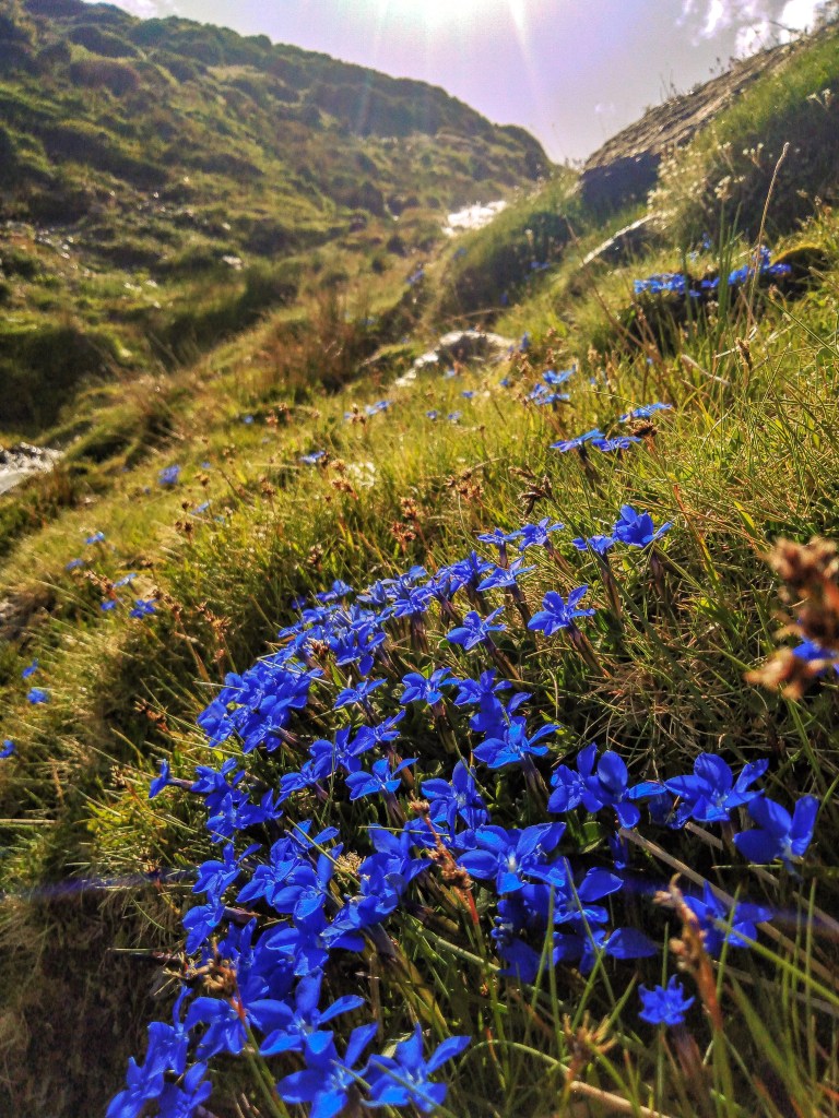 Genciana de primavera (Gentiana sierrae)