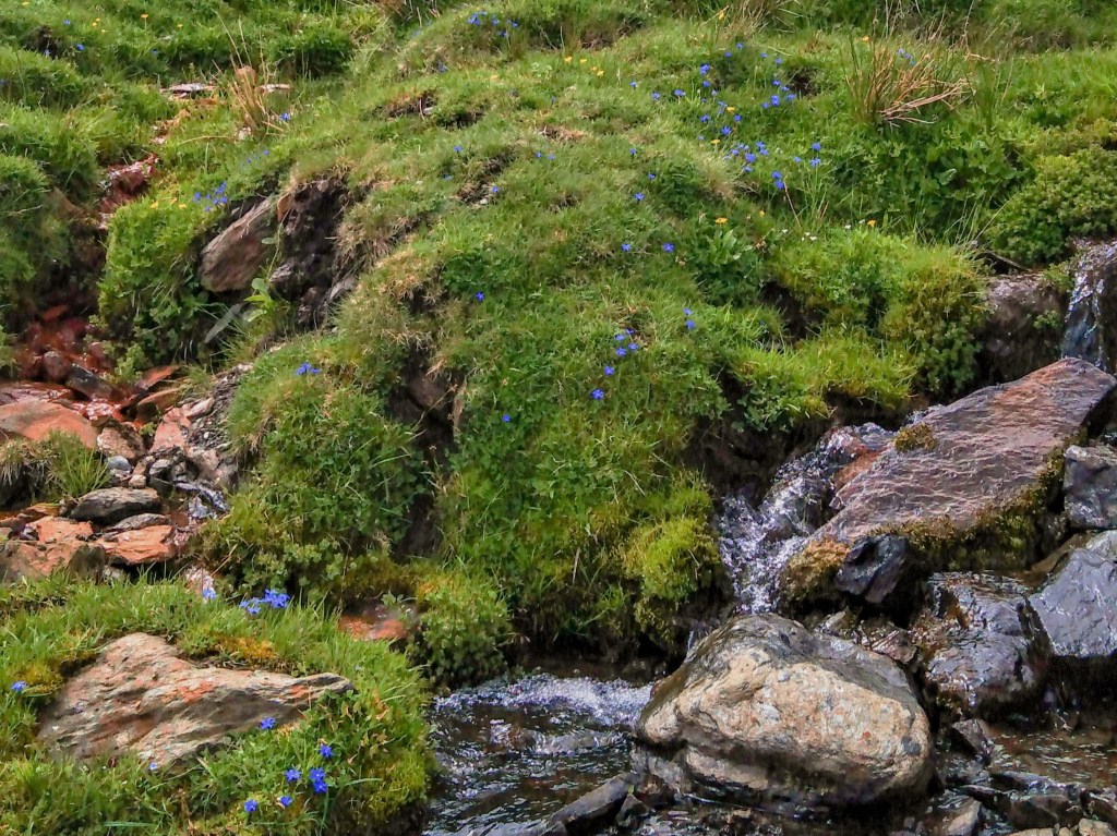 Genciana de primavera (Gentiana sierrae)