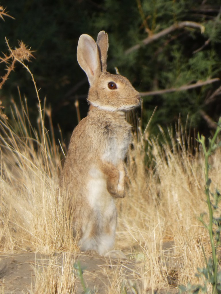 Conejo (Oryctolagus cuniculus)