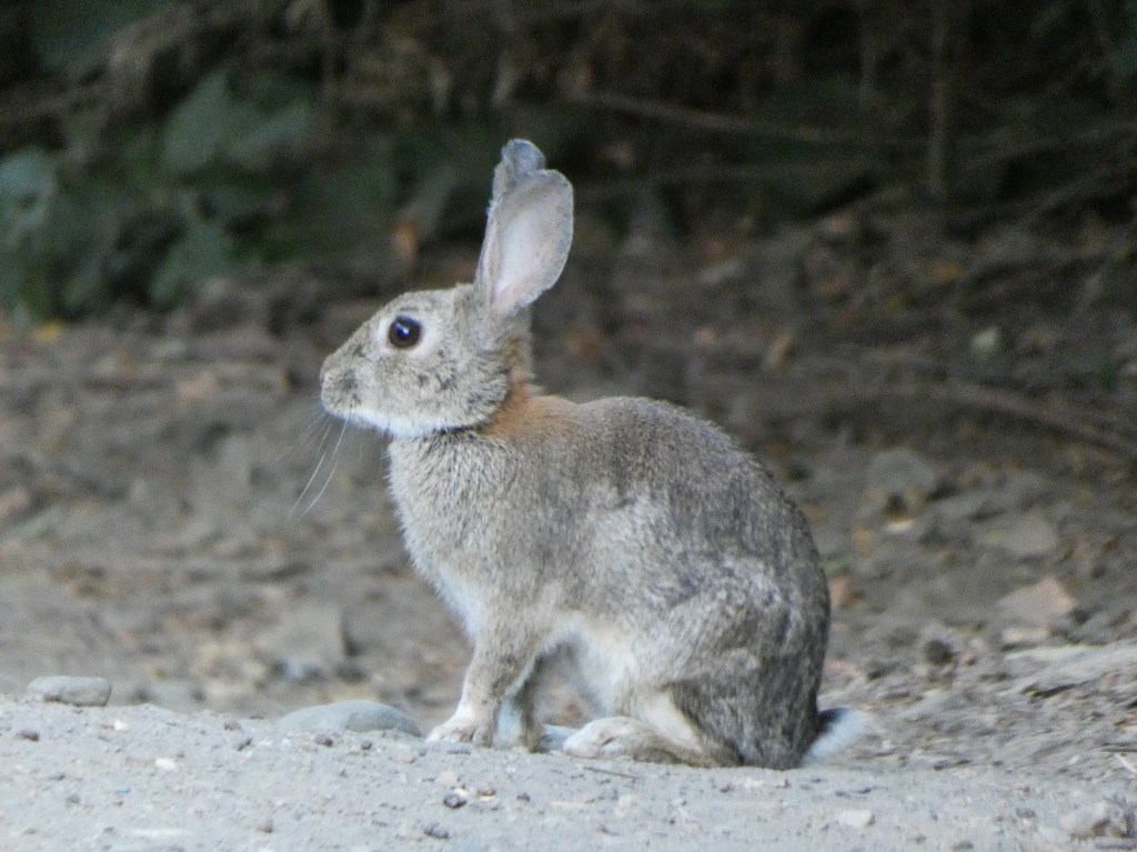 Conejo (Oryctolagus cuniculus)