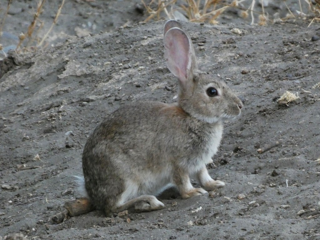 Conejo (Oryctolagus cuniculus)