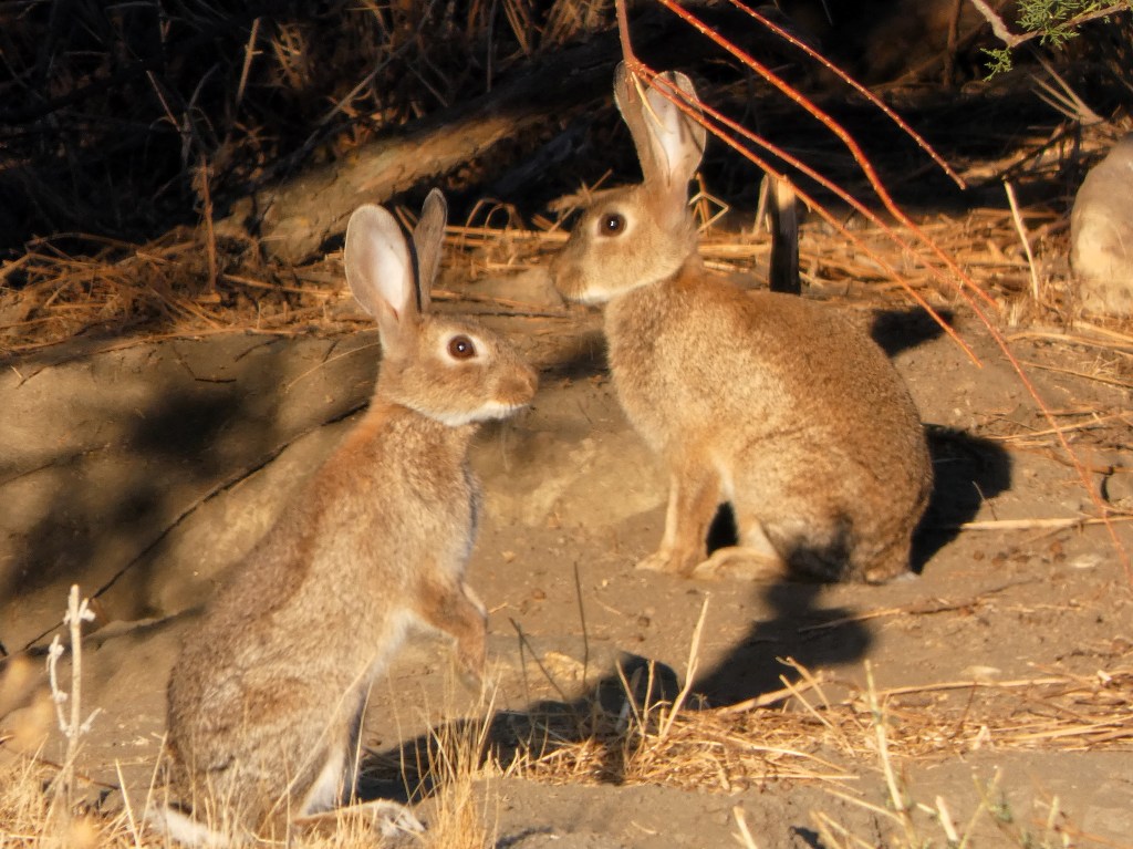 Conejo (Oryctolagus cuniculus)