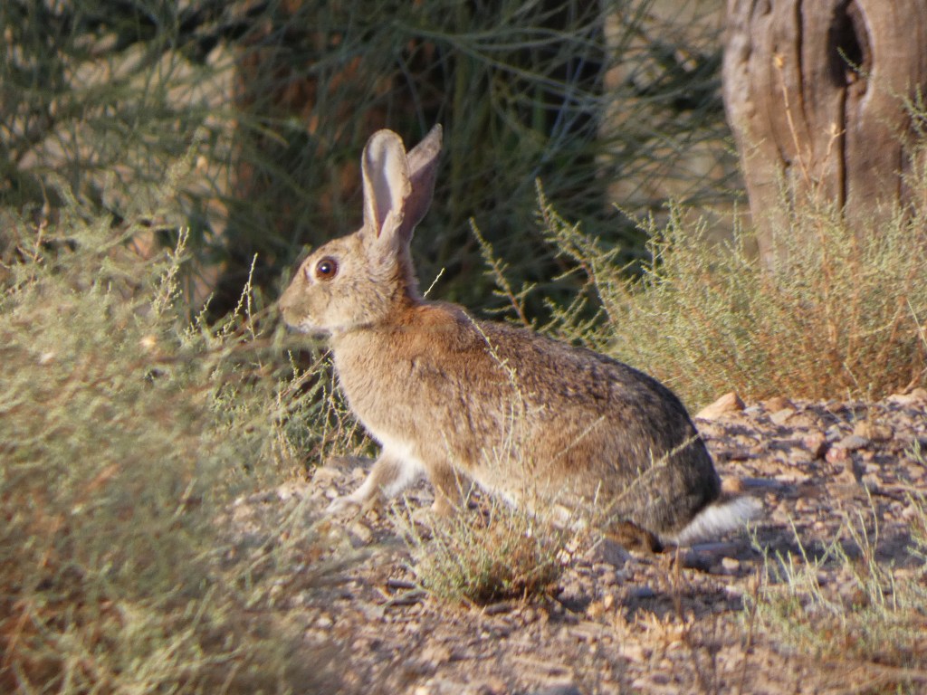 Conejo (Oryctolagus cuniculus)