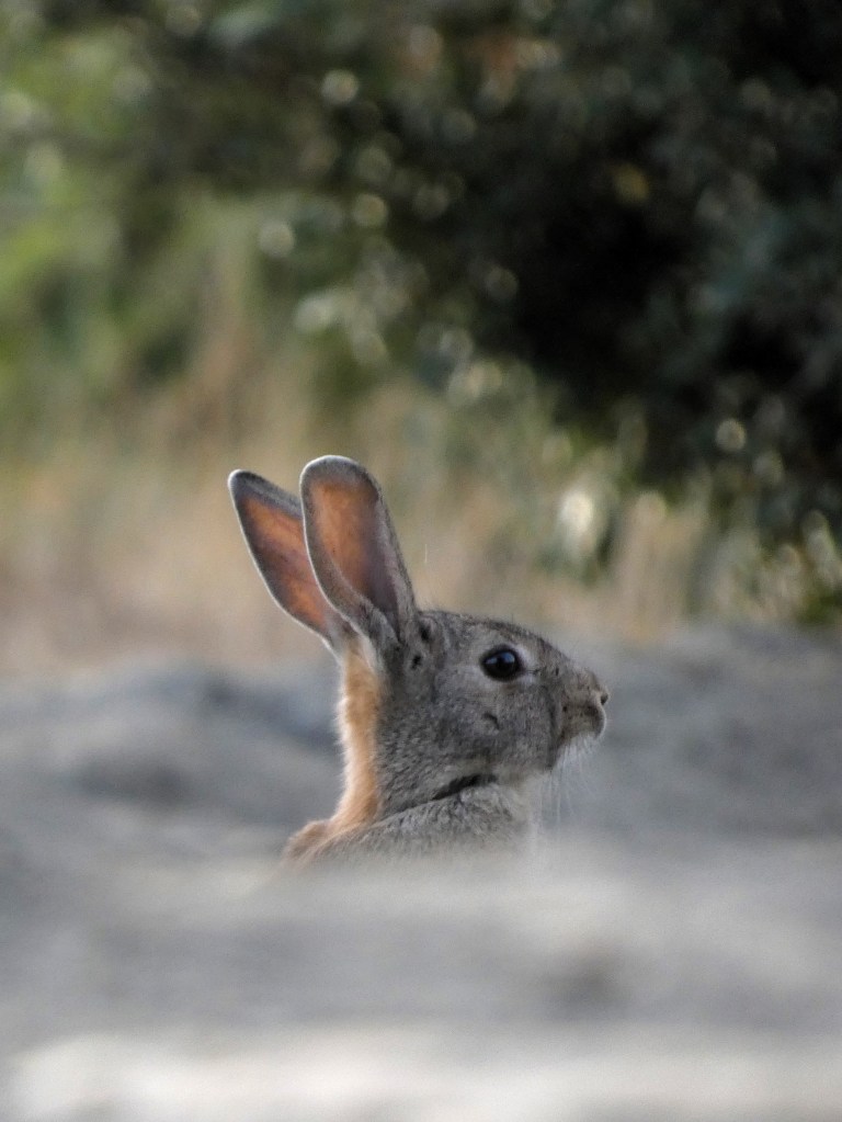 Conejo (Oryctolagus cuniculus)