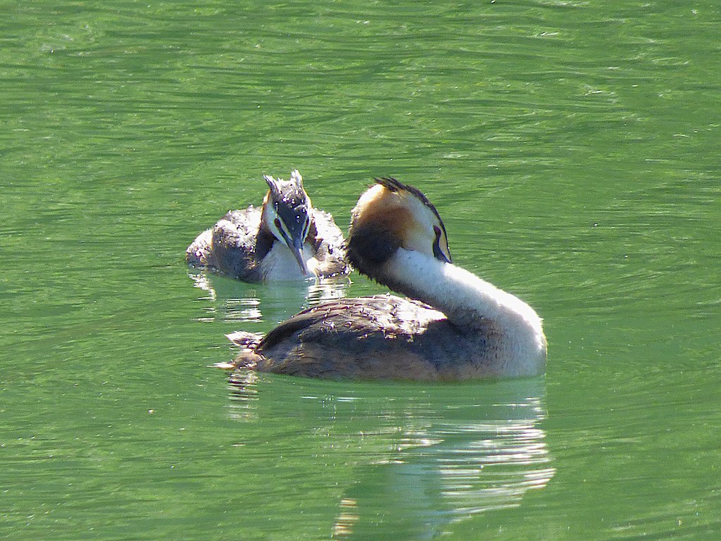 Somormujo lavanco (Podiceps cristatus)