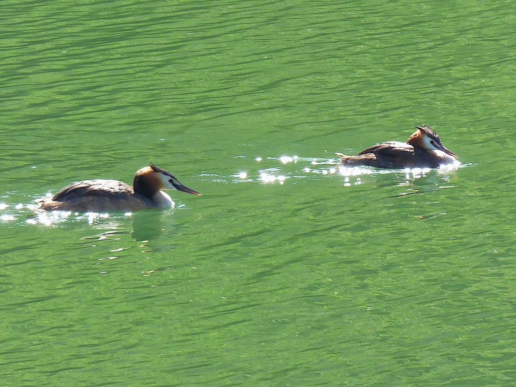 Somormujo lavanco (Podiceps cristatus)