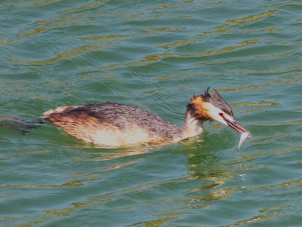 Somormujo lavanco (Podiceps cristatus)