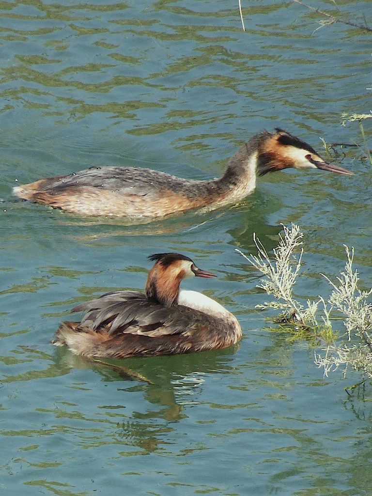 Somormujo lavanco (Podiceps cristatus)