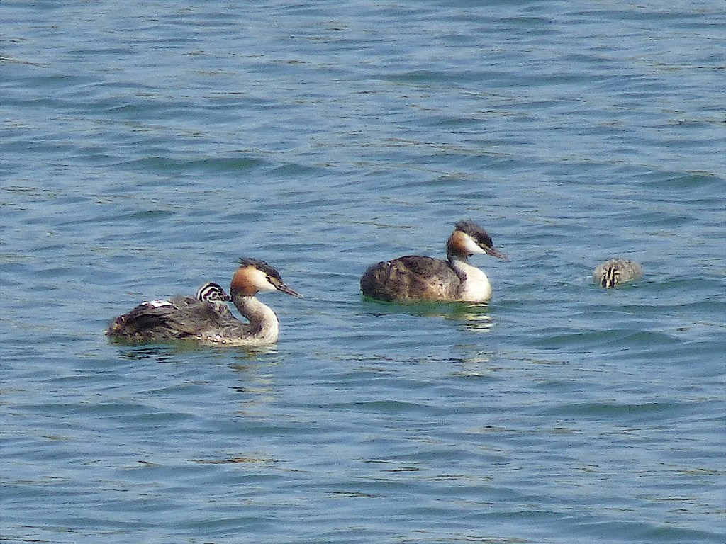 Somormujo lavanco (Podiceps cristatus)