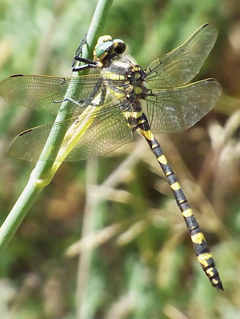 Libélula tigre (Cordulegaster boltonii)