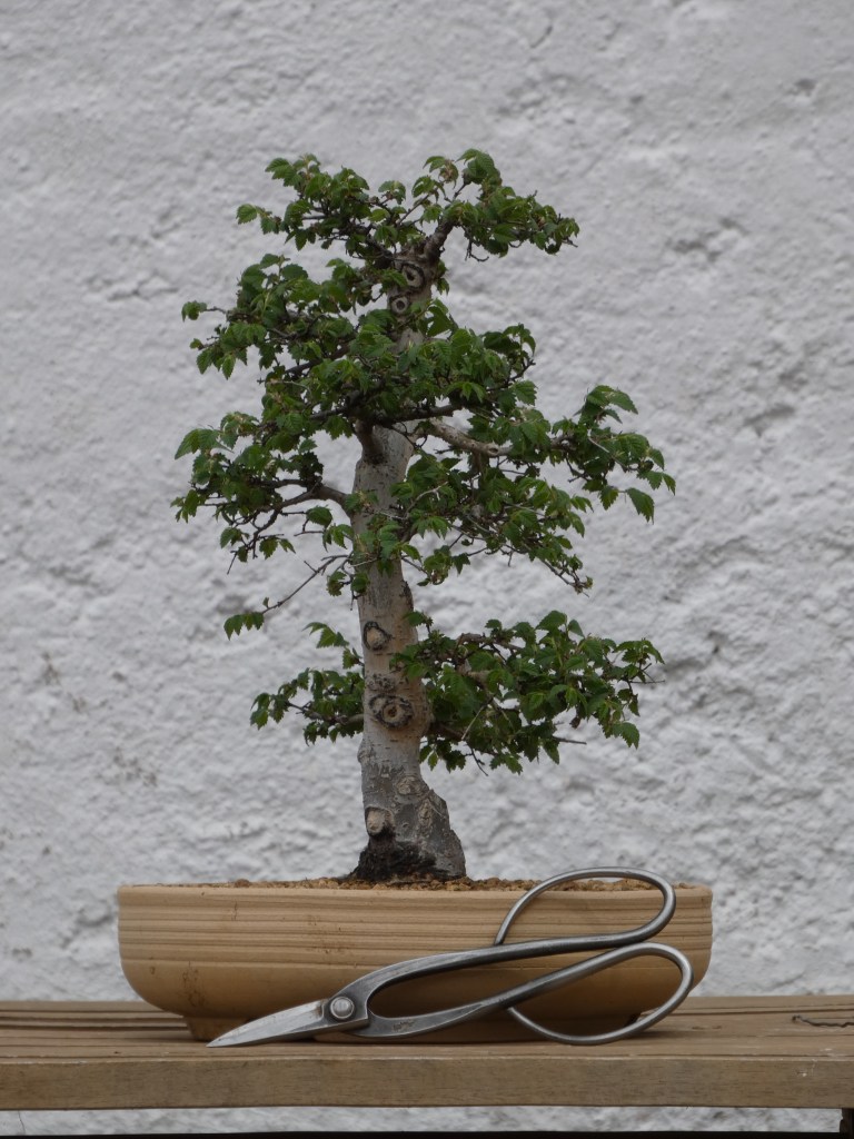 Ulmus minor