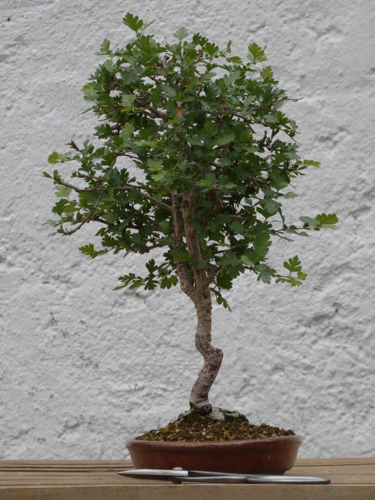 Crataegus monogyna