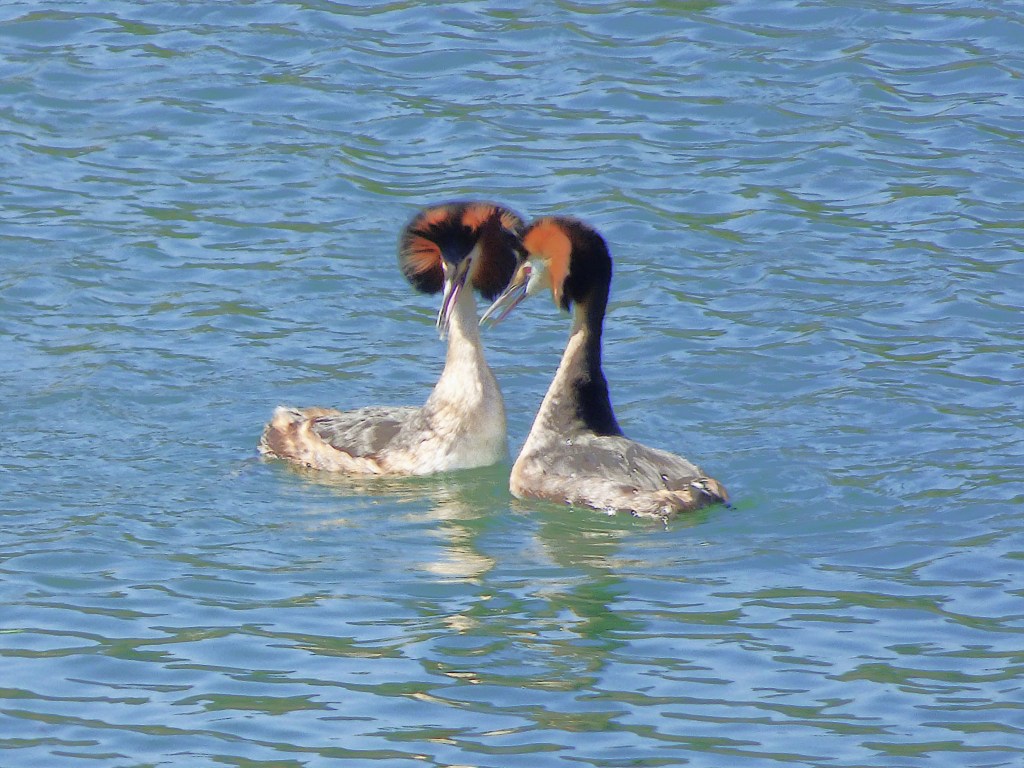Somormujo lavanco (Podiceps cristatus)