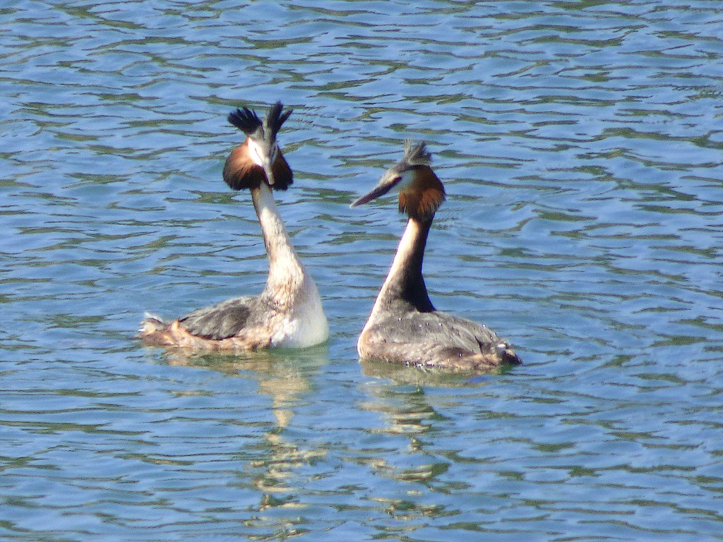 Somormujo lavanco (Podiceps cristatus)