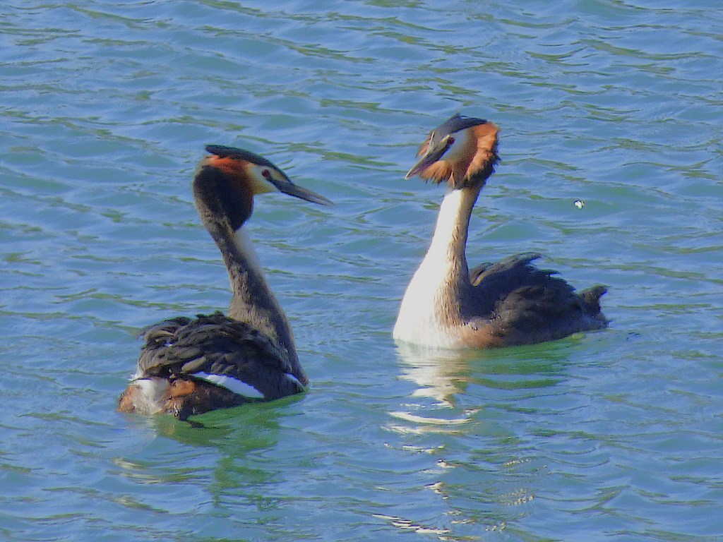 Somormujo lavanco (Podiceps cristatus)
